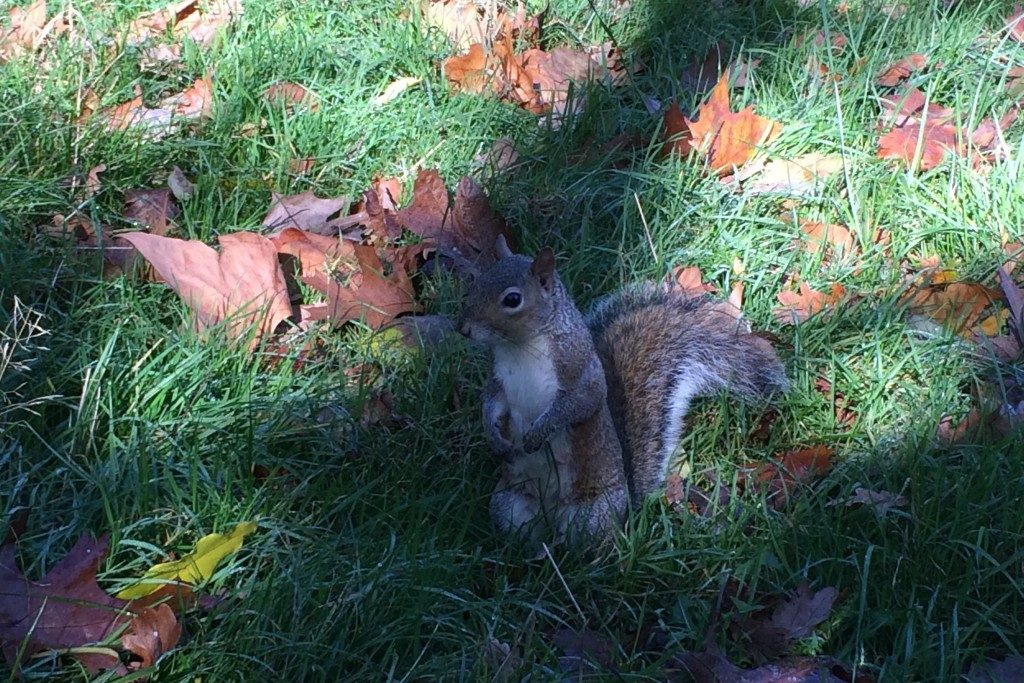 Hyde Park London