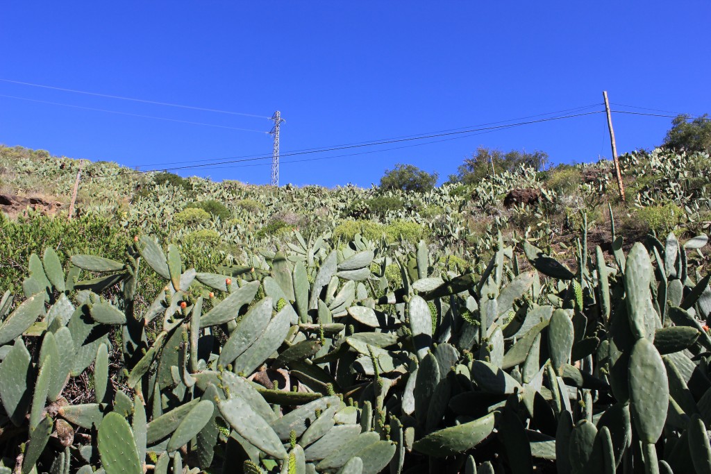 Vandretur Gran Canaria