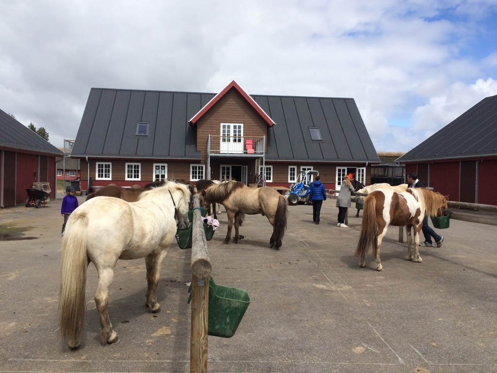 Ridning på Rømø