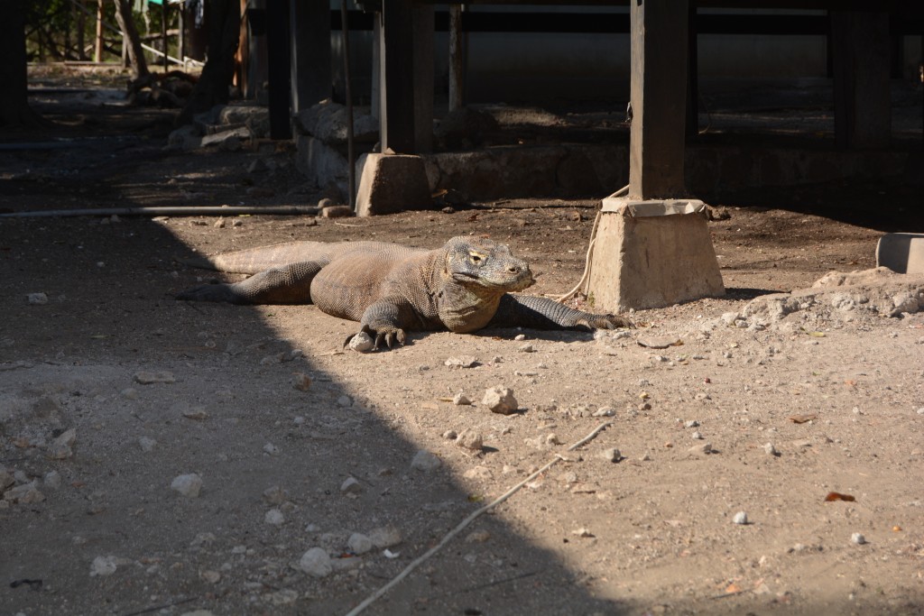 Komodo nationalpark