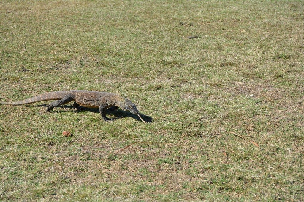 Komodo National Park