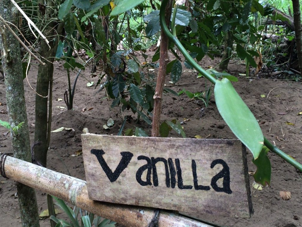 Kaffe på Bali