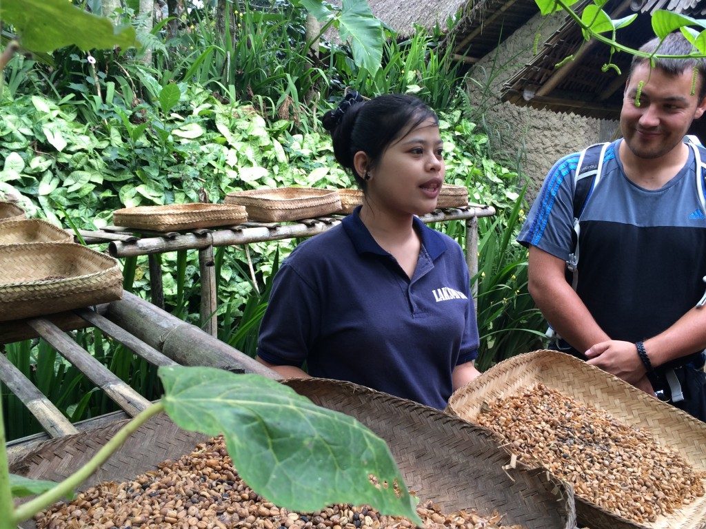 Luwak kaffe på Bali