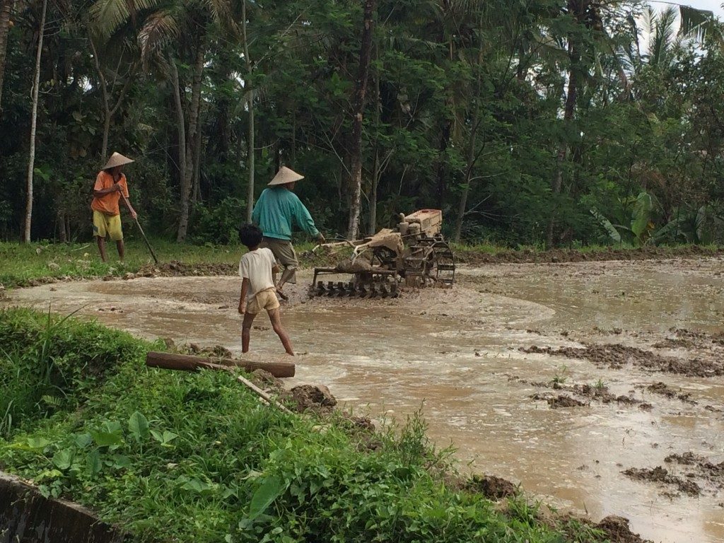 Ris Bali