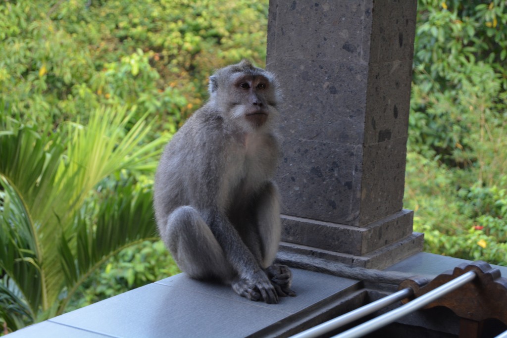 Hotel ved Monkey forrest Bali