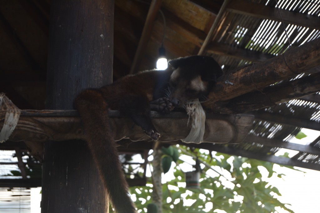 Luwak Bali