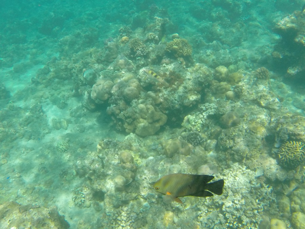 Snorkling Bali