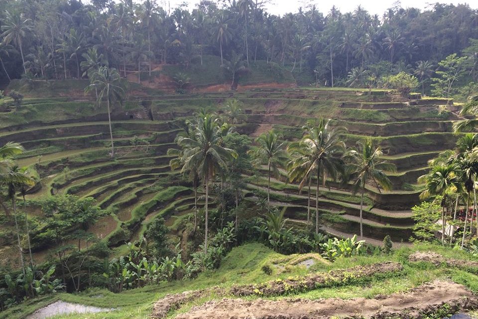 Risterasser på Bali