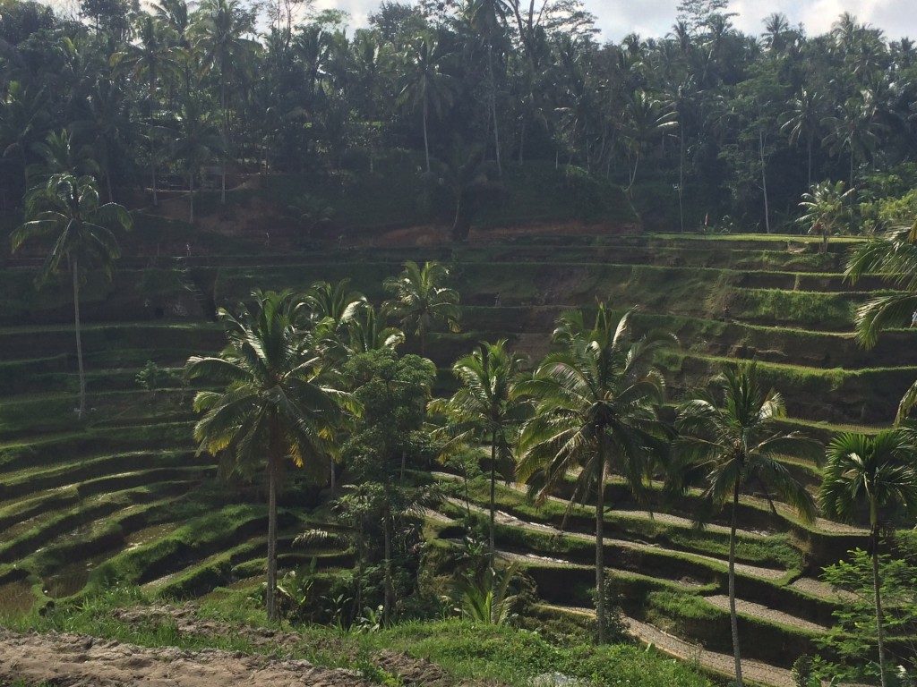Risterasser Bali