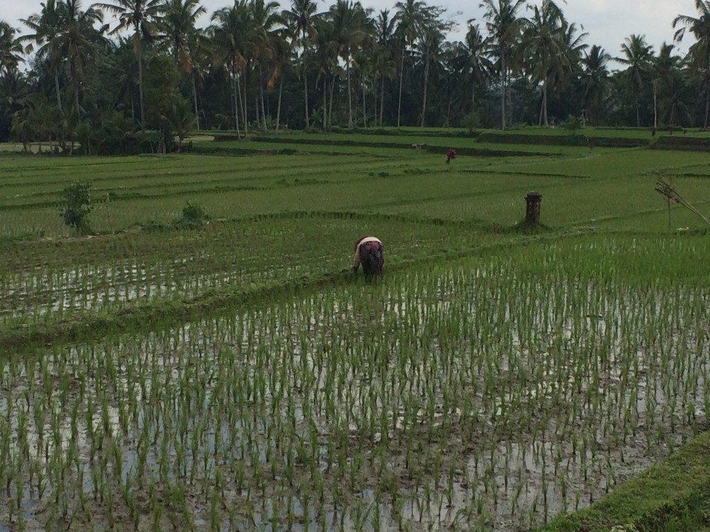 Rismarker på Bali