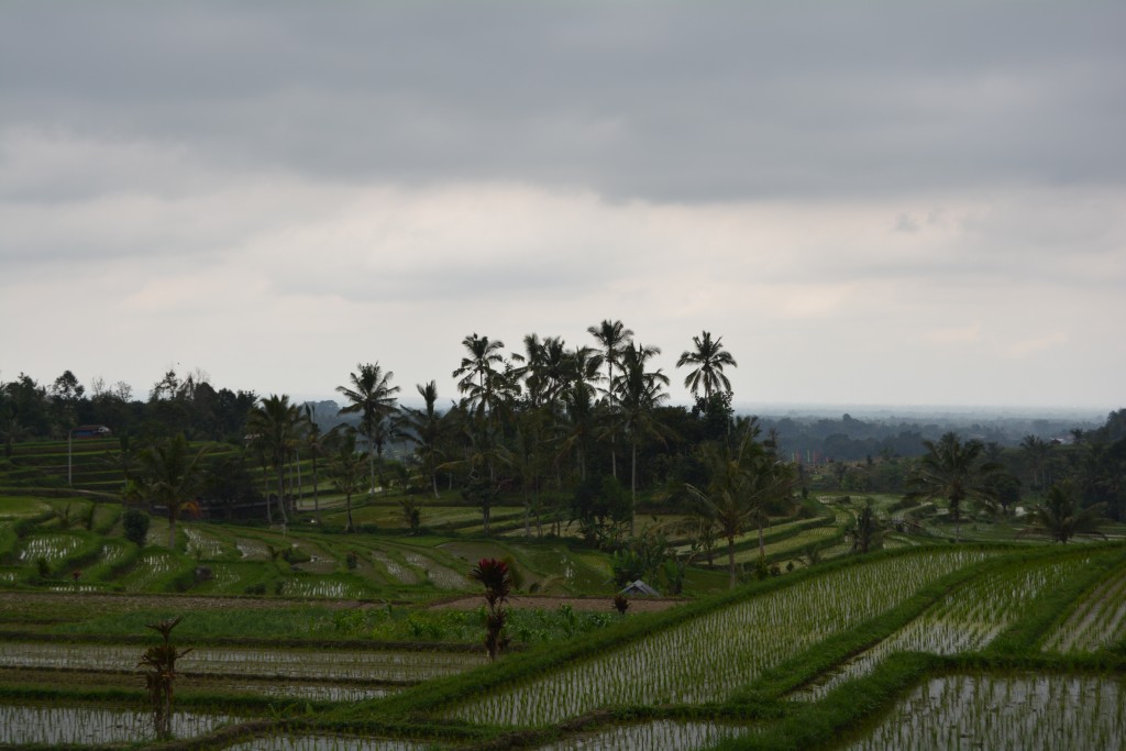 Landskab på Bali