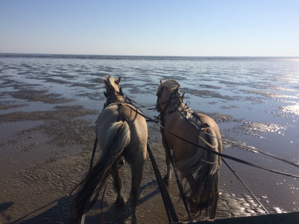 Østerssafari Vadehavet