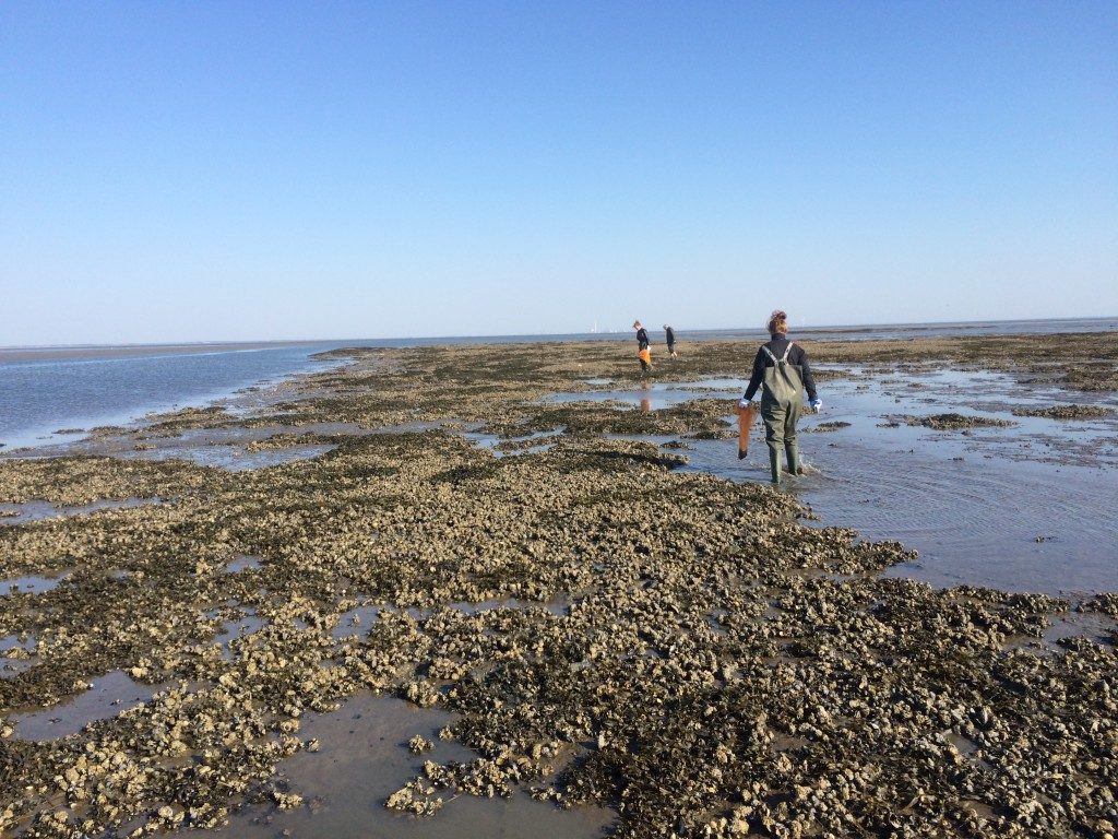 Østerssafari Vadehavet