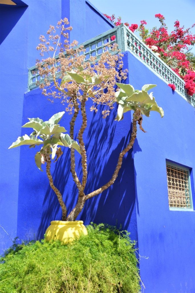 Majorelle garden marrakech