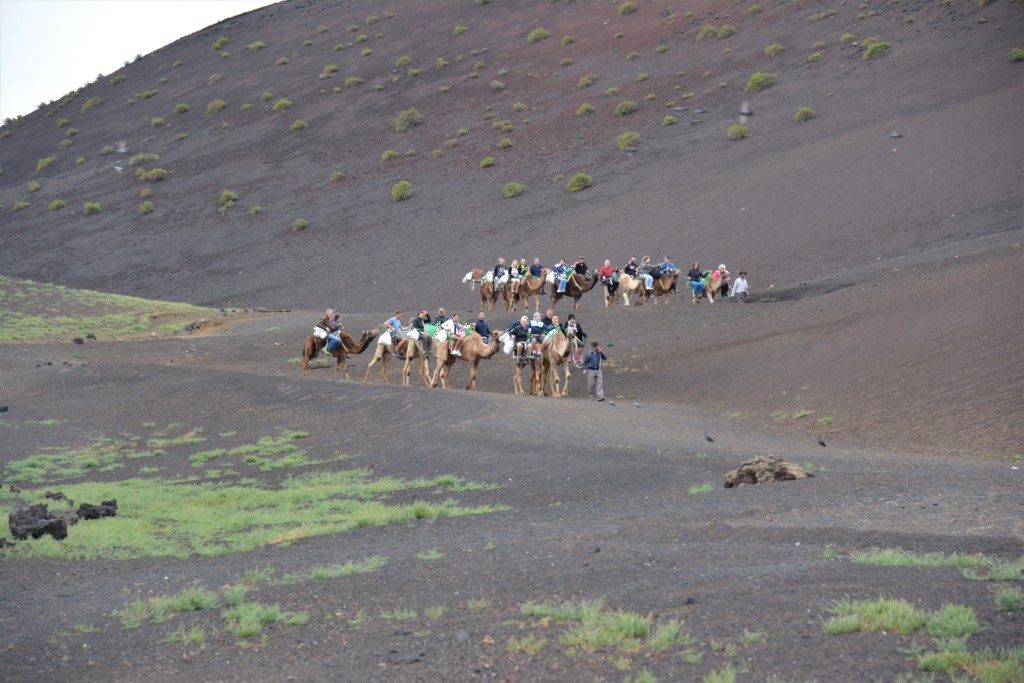 Drummedarridning på Lanzarote