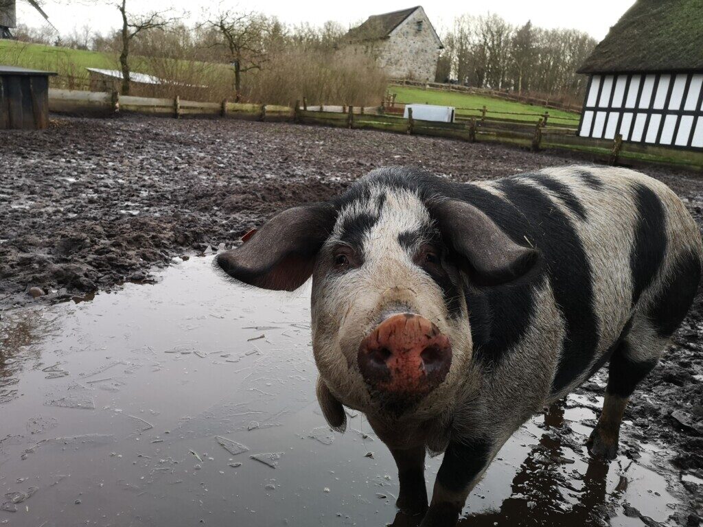 Julemarkeder Jylland